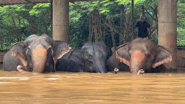 The heartbreaking tale of rescued elephants now drowning in Thailand floods