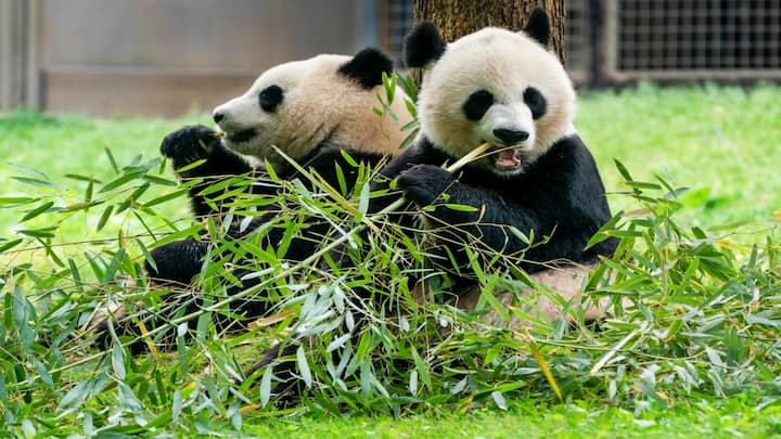 American zoos sent millions to save pandas, Chinese govt diverts funds to build roads, buildings: NYT American zoos sent millions to save pandas, Chinese govt diverts funds to build roads, buildings: NYT