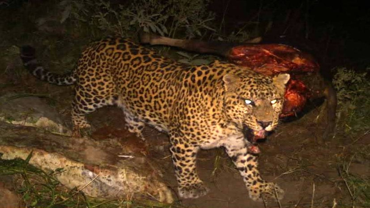 Uttarakhand: The rising menace of man-eating leopard Uttarakhand: The rising menace of man-eating leopard
