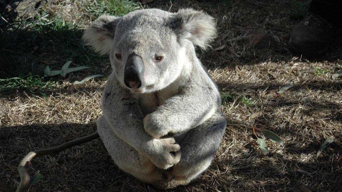 How cars and chlamydia are threatening Australian koalas – Firstpost