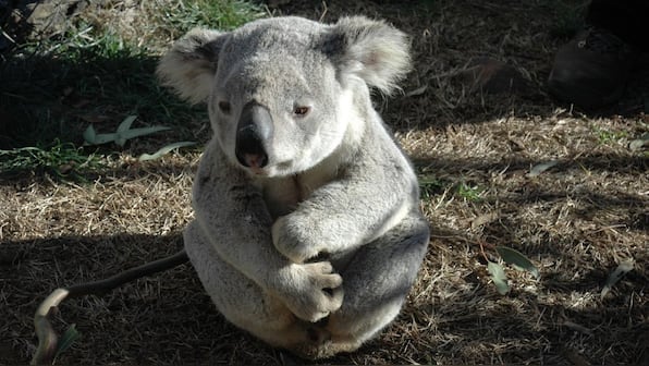 How cars and chlamydia are threatening Australian koalas