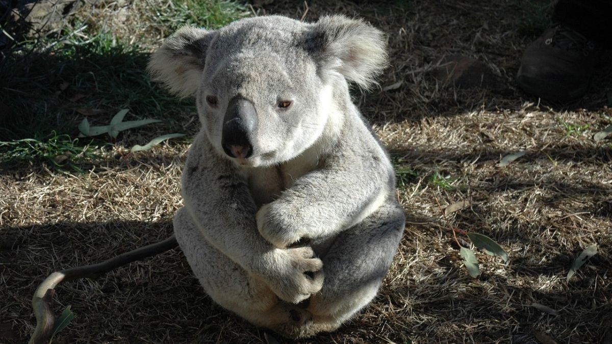 How cars and chlamydia are threatening Australian koalas How cars and chlamydia are threatening Australian koalas