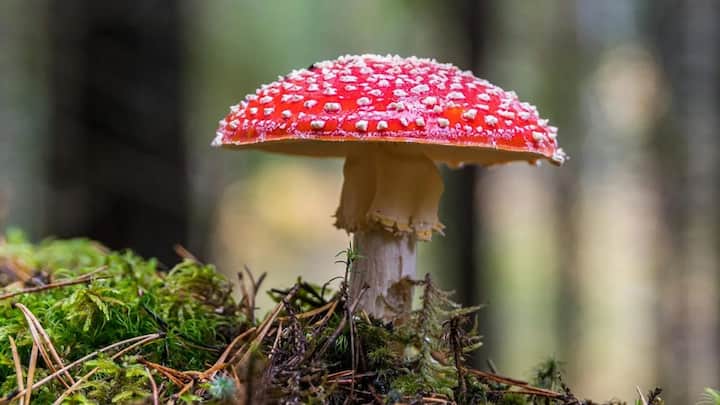 NASA plans to grow houses on the Moon that will be made out of mushrooms NASA plans to grow houses on the Moon that will be made out of mushrooms