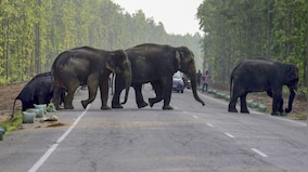 What’s behind the deaths of 7 elephants in 2 days in Madhya Pradesh’s Bandhavgarh National Park?