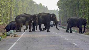 The death toll of elephants at Bandhavgarh National Park in Madhya Pradesh has tragically risen to seven, with three additional elephants discovered dead on Wednesday morning. Image for Representation. PTI