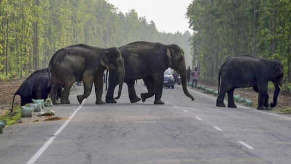 What’s behind the deaths of 7 elephants in 2 days in Madhya Pradesh’s Bandhavgarh National Park?