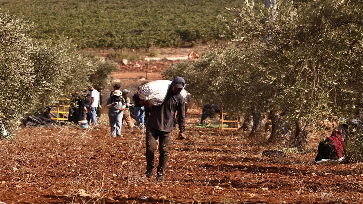 West Bank olive harvest under threat from settler attacks, Gaza war
