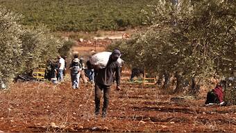 A Palestinian farmer carries a sack of olives during the harvest season in the village of Qusra, south of Nablus in the occupied West Bank. AFP