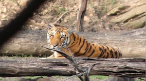 Pench: A tiger safari with a difference