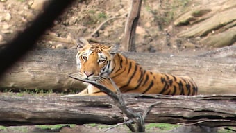 Though when it comes to tiger population and sightings Pench still might not be able to compete with the likes of Corbett, Ranthambore, Bandhavgarh and Kanha, but it definitely offers a more peaceful and secluded experience. (Image: Garima Verma)