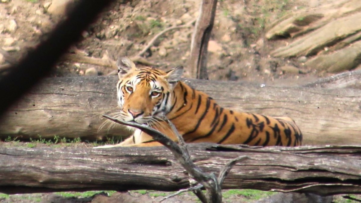 Pench: A tiger safari with a difference Pench: A tiger safari with a difference
