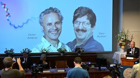 Victor Ambros and Gary Ruvkun get Nobel Prize 2024 for Physiology or Medicine