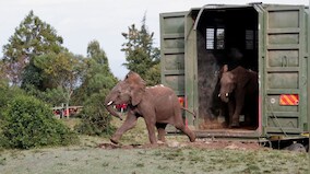 What does it take to relocate 50 African elephants? Fascinating images from Kenya zoo have the answer