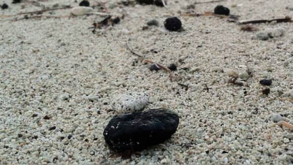 What are the mysterious 'tar balls' that have led to the closure of Sydney beaches?