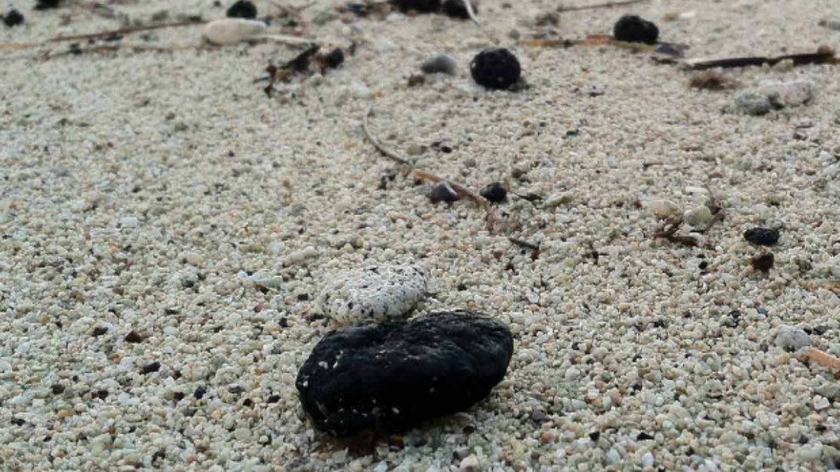 What are the mysterious 'tar balls' that have led to the closure of Sydney beaches? What are the mysterious 'tar balls' that have led to the closure of Sydney beaches?