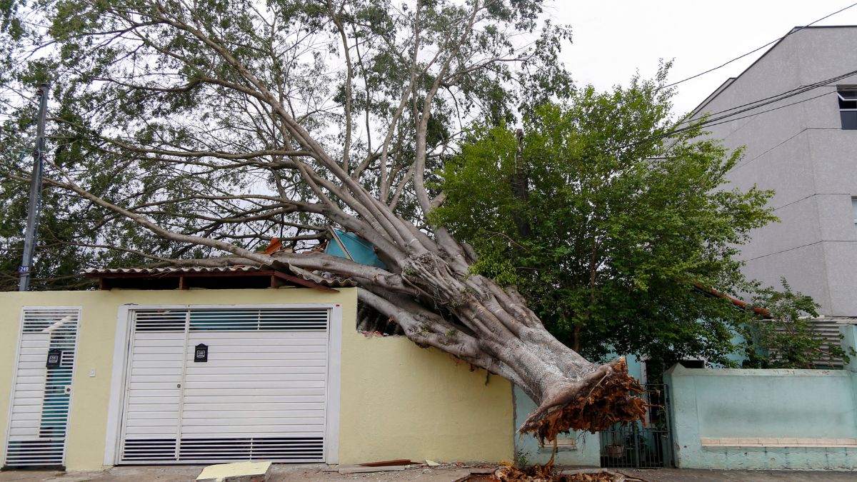A tree fallen due to heavy rains is seen in a neighborhood in Sao Paulo, Brazil, on October 12, 2024. AFP A tree fallen due to heavy rains is seen in a neighborhood in Sao Paulo, Brazil, on October 12, 2024. AFP