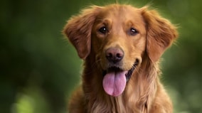 How gazing at your dog can help connect your brain with theirs