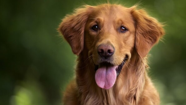 Why cloning of dead pets is becoming more and more popular in China