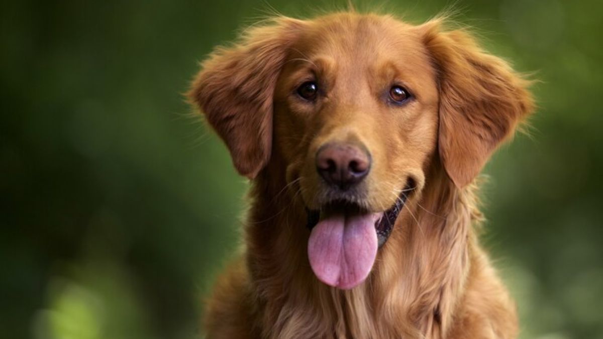 Why cloning of dead pets is becoming more and more popular in China Why cloning of dead pets is becoming more and more popular in China