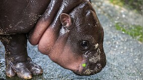How viral baby hippo Moo Deng’s native home has slowly disappeared