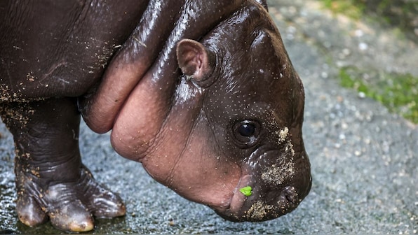 How viral baby hippo Moo Deng’s native home has slowly disappeared