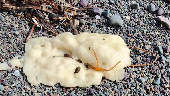 What are the mysterious white blobs washing up on Canadian shores?