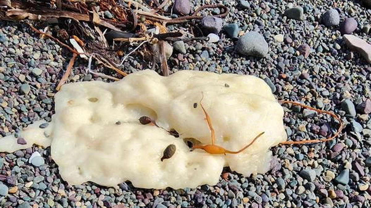 What are the mysterious white blobs washing up on Canadian shores? What are the mysterious white blobs washing up on Canadian shores?