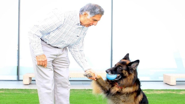A Paw-fect Farewell to Ratan Tata: How the stray dogs of Mumbai have lost their best friend