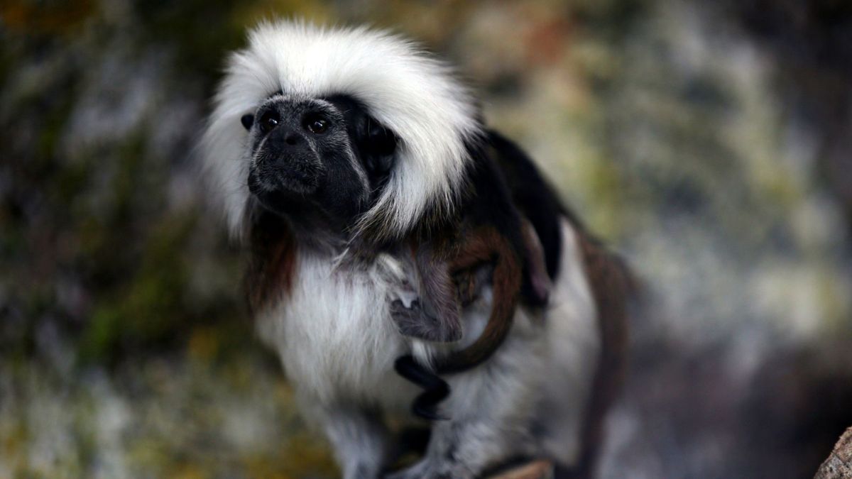 A cotton-seed monkey died following the bacterial infection in a Hong Kong zoo. Reuters A cotton-seed monkey died following the bacterial infection in a Hong Kong zoo. Reuters