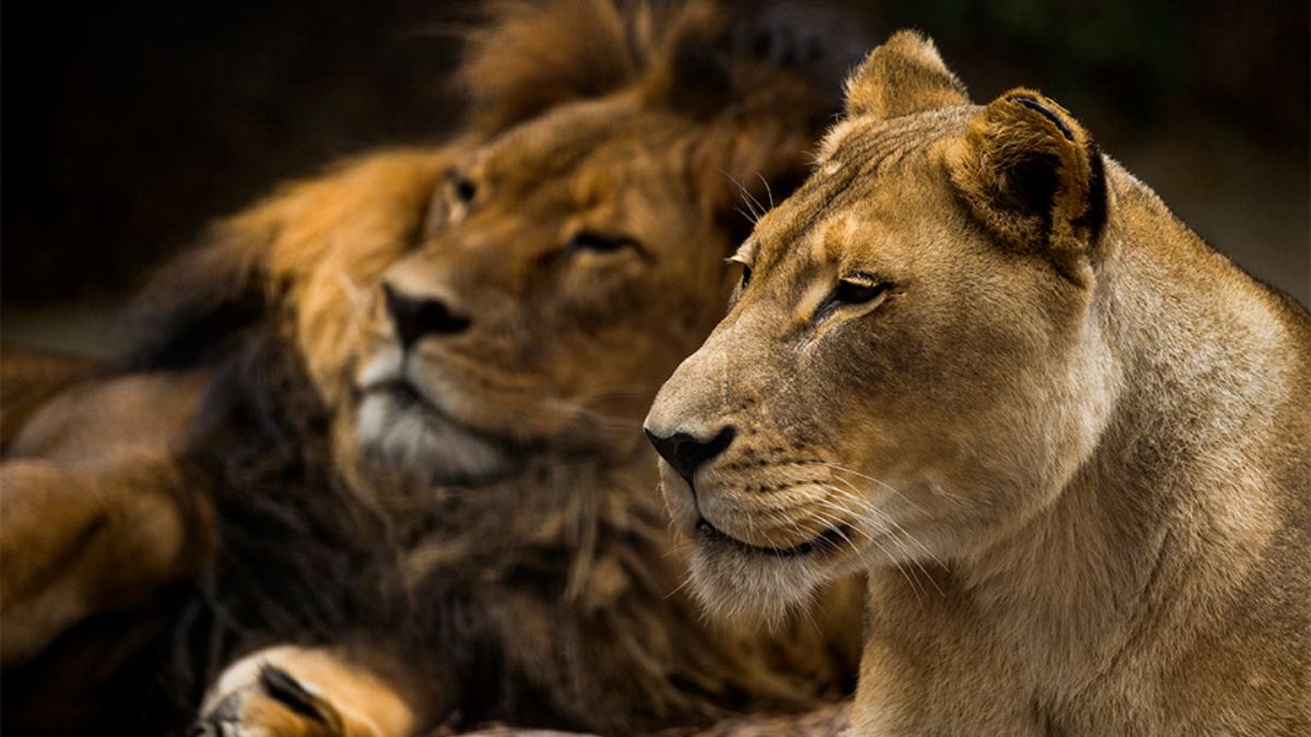 Mujambi, a 19-year-old African lion was brought to the Adelaide Zoo from New South Wales in 2007, whereas his partner Amani, 23, from Auckland in 2002. Image courtesy: Adelaide Zoo Mujambi, a 19-year-old African lion was brought to the Adelaide Zoo from New South Wales in 2007, whereas his partner Amani, 23, from Auckland in 2002. Image courtesy: Adelaide Zoo
