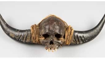 A 19th-century human skull originating from the state of Nagaland has been withdrawn from an auction sale in the United Kingdom following a significant outcry from India. Image courtesy: Swan Fine Art