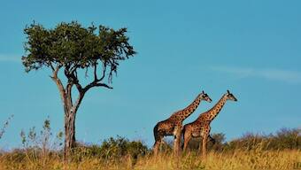 The Mara-Serengeti ecosystem, which includes Kenya’s Maasai Mara and Tanzania’s Serengeti National Park, is one of the most famous and wildlife-rich areas in Africa. Pixabay