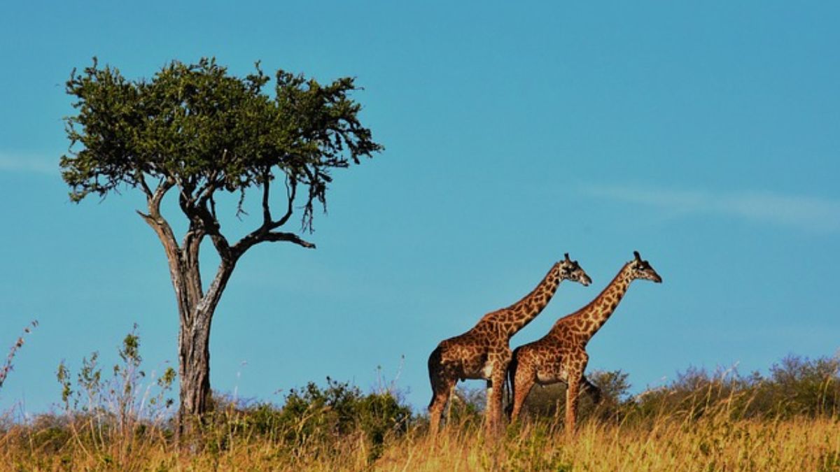 How climate change is impacting wildlife in Africa's Serengeti and Maasai Mara How climate change is impacting wildlife in Africa's Serengeti and Maasai Mara
