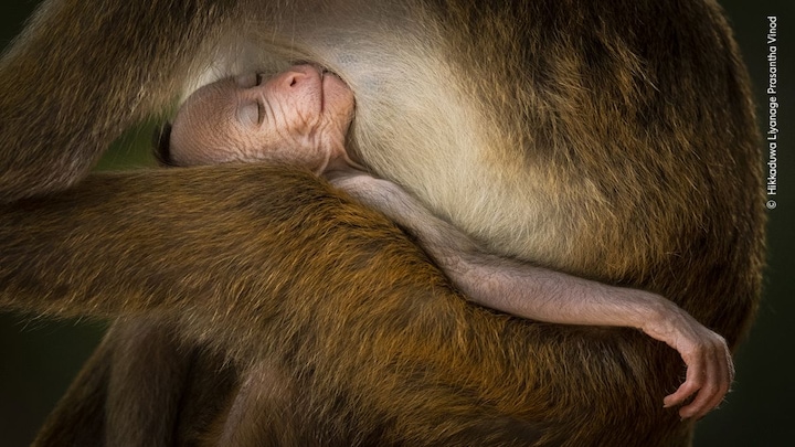 Sleeping monkeys, anacondas wrestling and more... When Mother Nature wows us