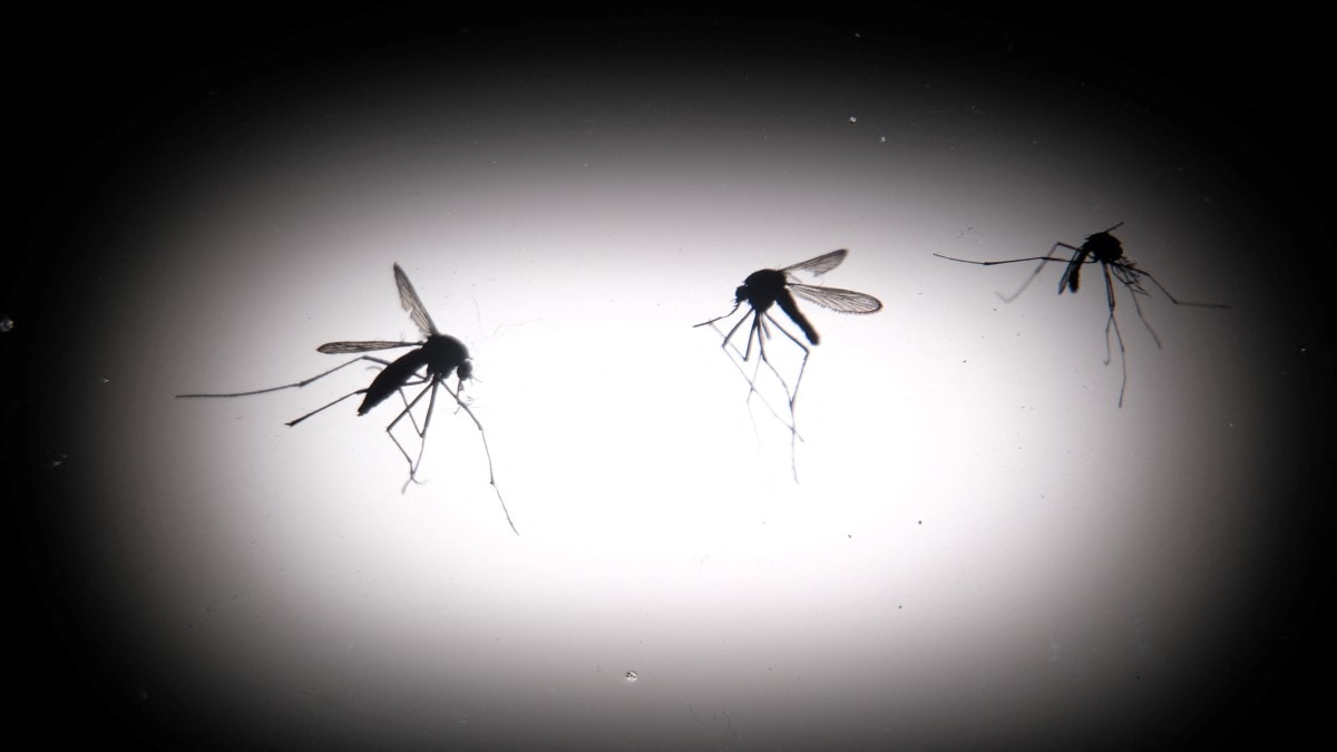 Silent Mosquitoes: A New Weapon Against Dengue