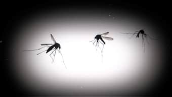 The silhouettes of dead Aedes aegypti mosquitoes are seen through a light box at the entomology department of the Health Ministry in Guatemala City, Guatemala, July 21, 2024. Representational Image/Reuters