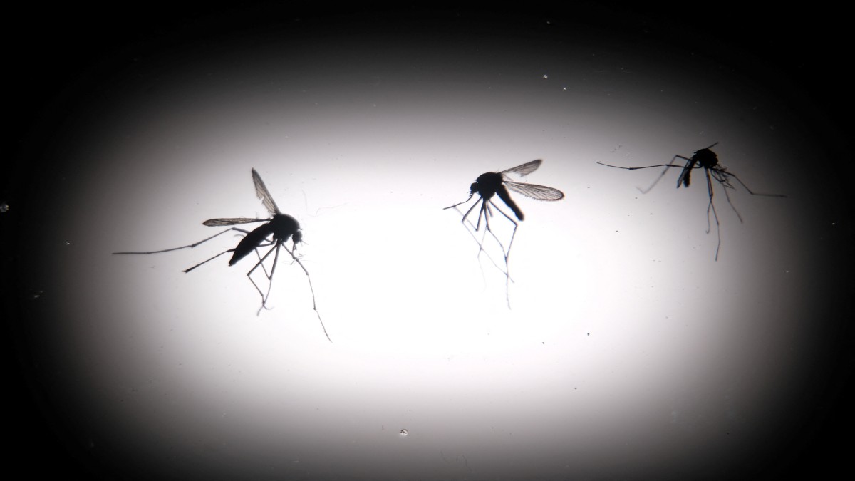 The silhouettes of dead Aedes aegypti mosquitoes are seen through a light box at the entomology department of the Health Ministry in Guatemala City, Guatemala, July 21, 2024. Representational Image/Reuters The silhouettes of dead Aedes aegypti mosquitoes are seen through a light box at the entomology department of the Health Ministry in Guatemala City, Guatemala, July 21, 2024. Representational Image/Reuters