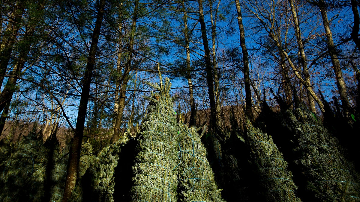 Hurricane Helene, Chinese replicas: US Christmas tree growers face more fear than cheer