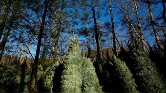 (File) Fraser Fir Christmas trees wait to be shipped at Peak Farms in Jefferson, North Carolina. Reuters