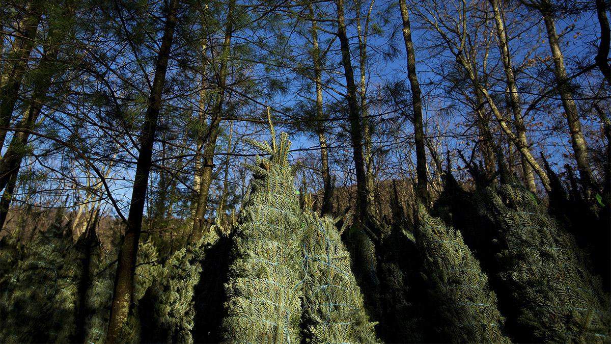 (File) Fraser Fir Christmas trees wait to be shipped at Peak Farms in Jefferson, North Carolina. Reuters (File) Fraser Fir Christmas trees wait to be shipped at Peak Farms in Jefferson, North Carolina. Reuters