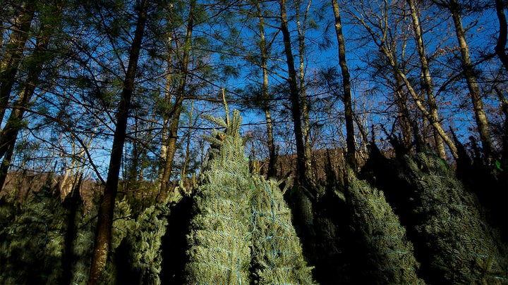 Hurricane Helene, Chinese replicas: US Christmas tree growers face more fear than cheer Hurricane Helene, Chinese replicas: US Christmas tree growers face more fear than cheer