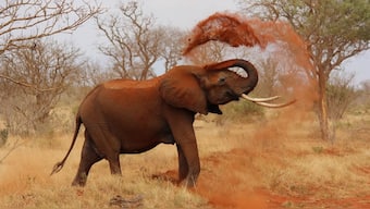 While some places saw an immense decline in elephant population others witnessed a surge owing to conservation efforts. Pixabay