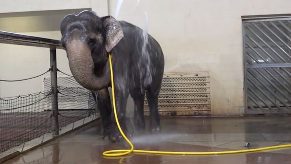 An elephant garnered attention by learning to use hose to shower, then a jealous tusker sabotaged the show