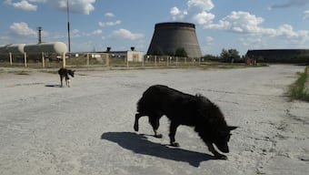 Recent research found distinct genetic differences between dogs living near the Chernobyl power plant and those just 10 miles away in Chernobyl city. Image Courtesy: Getty