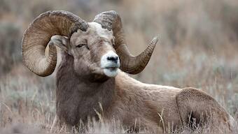 First World Problems: US law agencies see a surge in smuggling of cloned sheep