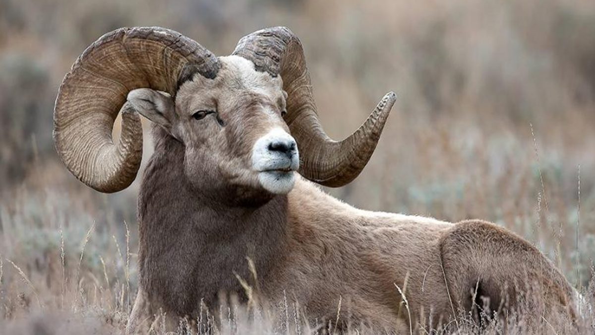 First World Problems: US law agencies see a surge in smuggling of cloned sheep First World Problems: US law agencies see a surge in smuggling of cloned sheep