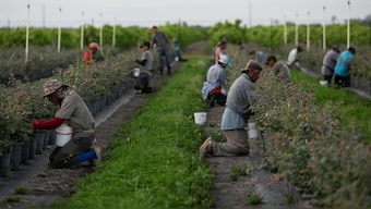 Workers pick blueberries at a farm in Florida, US, March 31, 2020. File Image/Reuters