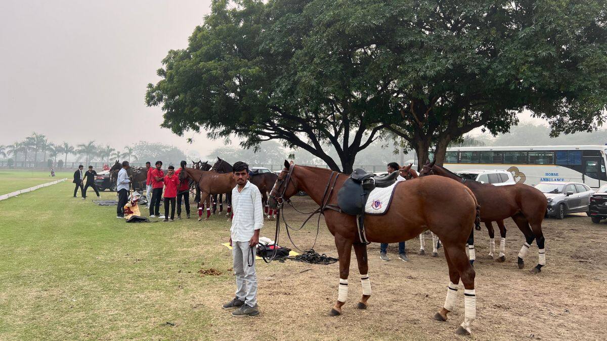 Horses or polo ponies are readied ahead of the final of the Sir Pratap Singh Polo Cup at the Jaipur Polo Ground in New Delhi, November 17, 2024. Anmol Singla/Firstpost