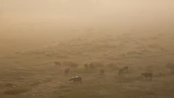 Cows and buffaloes graze on fields on the banks of the polluted Yamuna river on a smoggy morning in New Delhi, India, November 5. Image- Reuters
