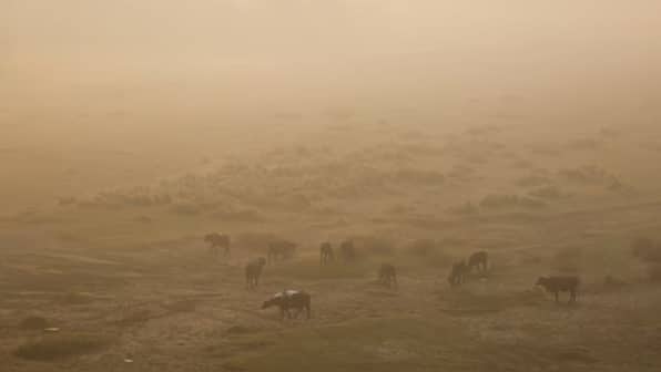 Is your pet suffering silently? How air pollution affects animals, explains PETA expert | Interview